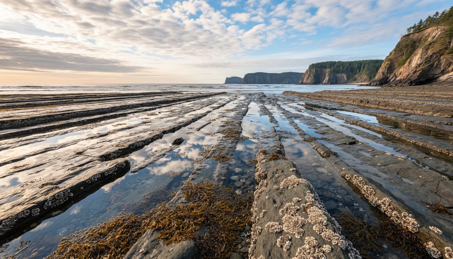 Wide view of the Bay of Fundy shoreline showing exposed rocky seabed at low tide with distant cliffs in warm golden light.